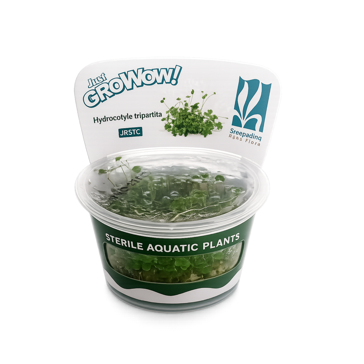 Sreepadma JR5 Hydrocotyle Tripartita | TC Live Plant