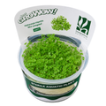 Sreepadma Hydrocotyle Tripartita Mini Veriegated A66 | Tc Live Plant