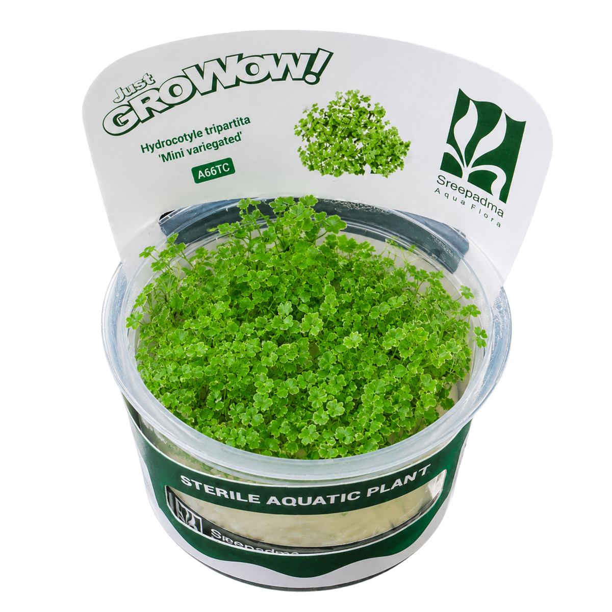 Sreepadma Hydrocotyle Tripartita Mini Veriegated A66 | Tc Live Plant